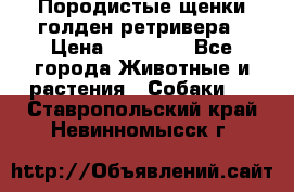 Породистые щенки голден ретривера › Цена ­ 25 000 - Все города Животные и растения » Собаки   . Ставропольский край,Невинномысск г.